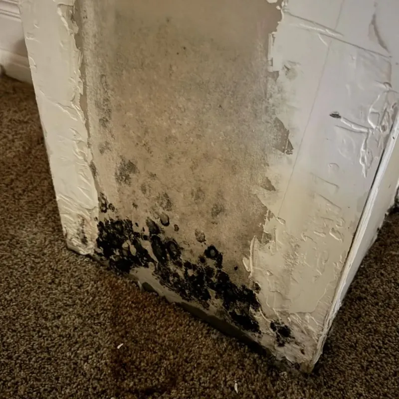 Professional Mold Removal in Surprise, AZ